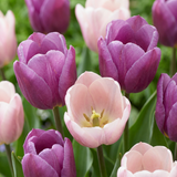 Tulipe Macron en mélange - 96 bulbes