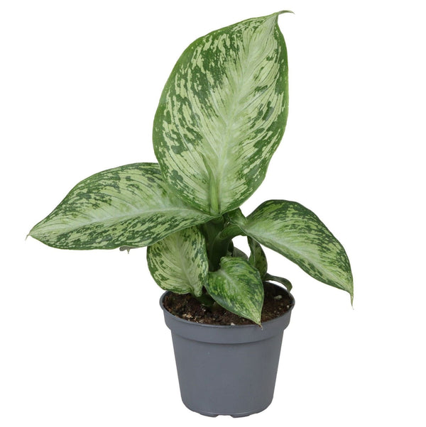Mini Dieffenbachia Snow - Canne des muets - H 15 cm, pot Ø6 cm