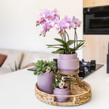 Orchidée Phalaenopsis rose-violet Mineral Frederikstad et 2 succulentes - coffret Desert Summer violet - pot Ø9 cm