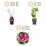Green Boutiqu - Garden Plant - Hibiscus syriacus Woodbridge - Hardy Hibiscus - Pink - 3 Plants - 17cm Pot - 45cm Height