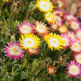 Delosperma Jewel of Desert en mélange - 4 plants - H 17 cm, pot Ø14 cm