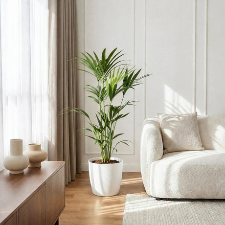 Kentia Palm – Howea Forsteriana