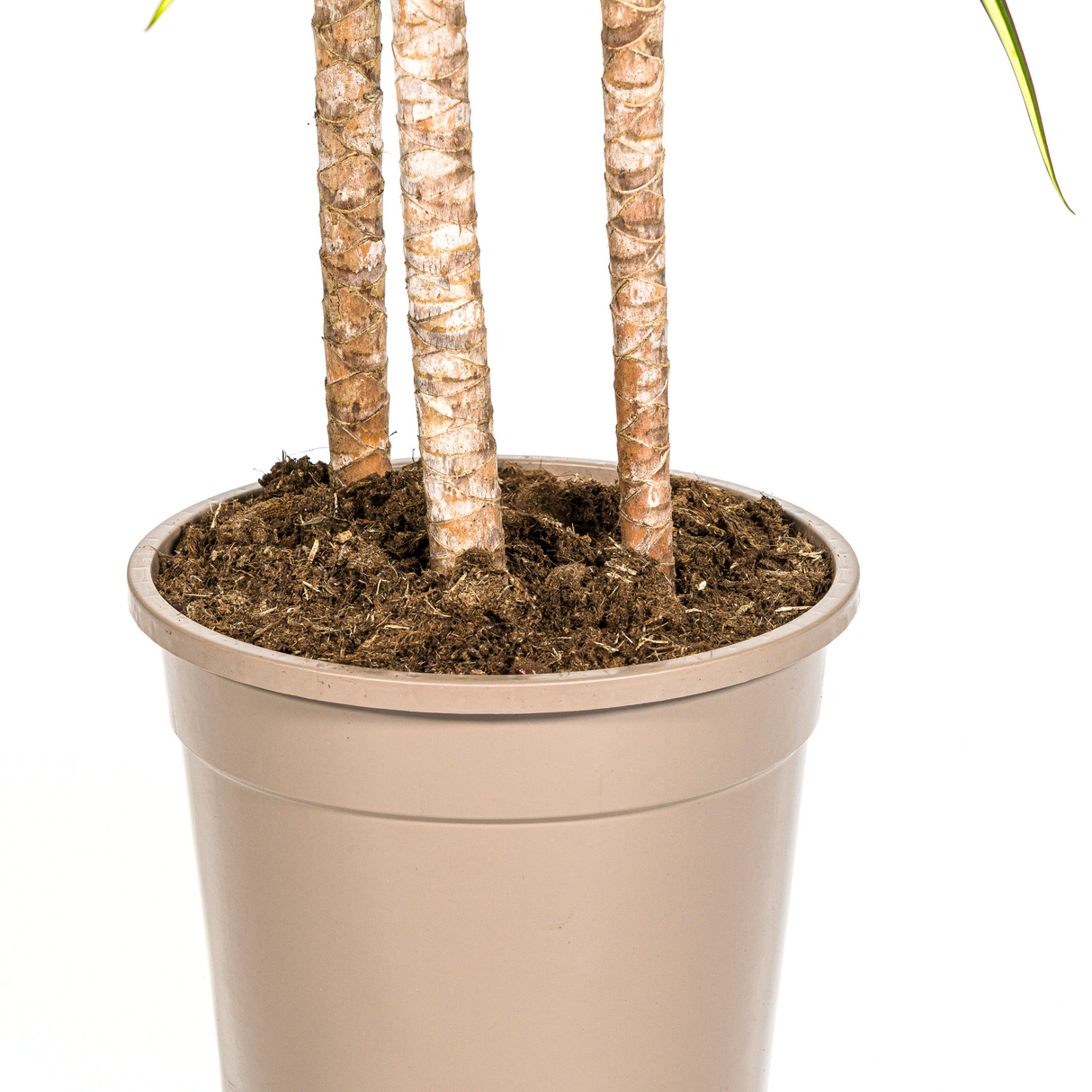 Dracaena Marginata Sunray avec cache-pot