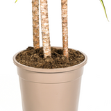Dracaena Marginata Sunray avec cache-pot