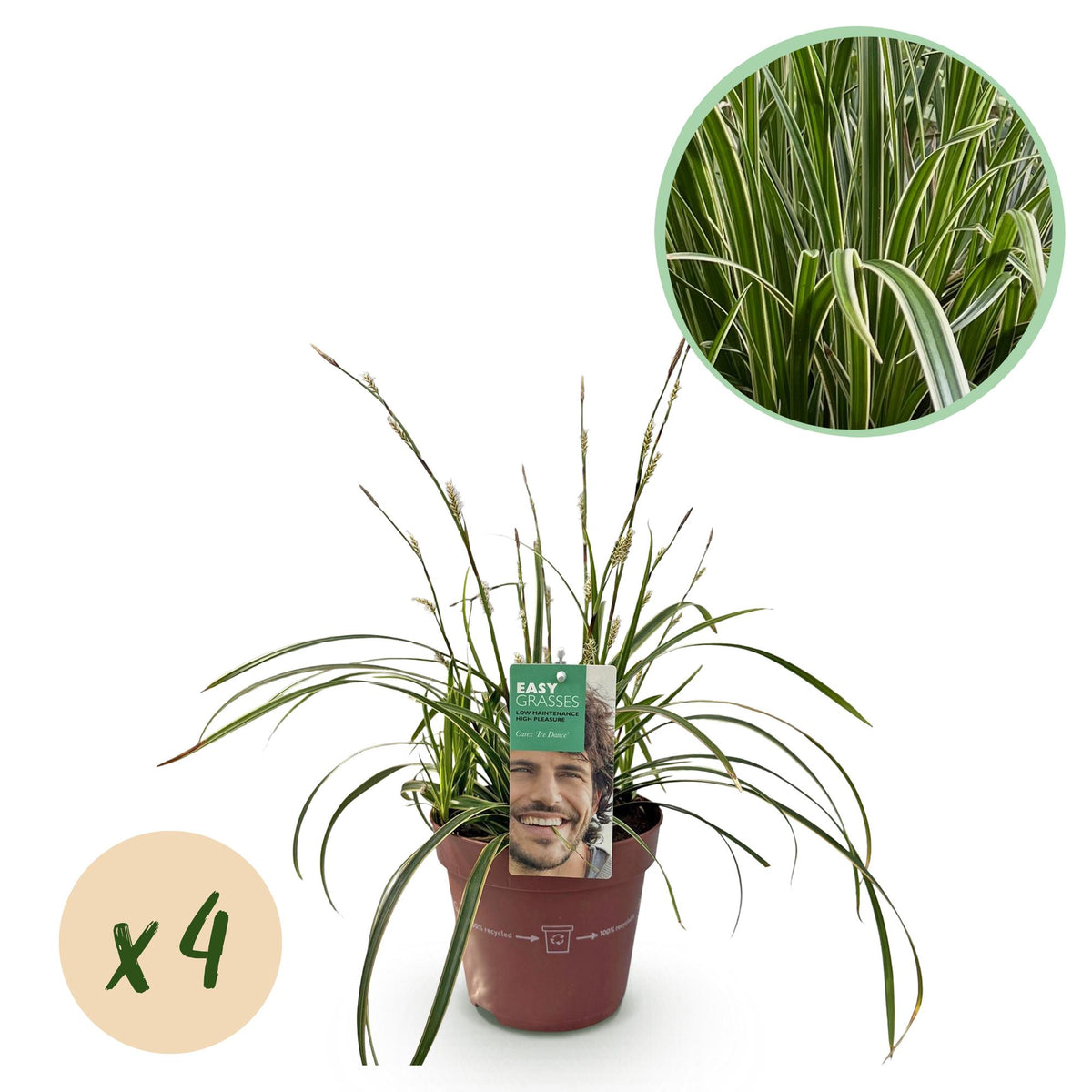 Green boutiQ - Siergrassen - Carex morrowii Ice Dance  - Wit & Groen - 4 Planten - Bladhoudend - Weinig Onderhoud - Pot 17cm Hoogte 50cm