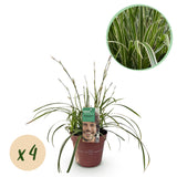 Green boutiQ - Siergrassen - Carex morrowii Ice Dance  - Wit & Groen - 4 Planten - Bladhoudend - Weinig Onderhoud - Pot 17cm Hoogte 50cm