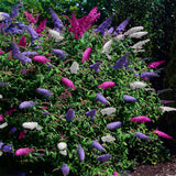 Green boutiQ - Vlinderstruik - Buddleja davidii Tricolour - Bloem Roze , Wit en Paars - 1 Plant - Bladverliezend - Vlinderlokkend -  Pot 17cm Hoogte 30cm
