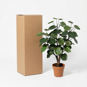 Polyscias Fabian plante artificielle