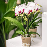 Orchidées Phalaenopsis blanches Mineral Gibraltar - lot de 2 ou 4 - pot Ø9 cm