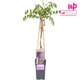Glycine du Japon Naga Noda - Glycine violette - H 65 cm, pot Ø15 cm