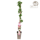 Chèvrefeuille des bois Belgica - Lonicera periclymenum - H 65 cm, pot Ø15 cm