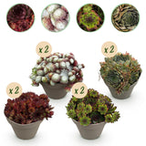 Joubarbe Big Sam - 8 plants - H 17 cm, pot Ø14 cm