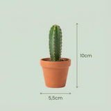 Mini cactus x3 | Ø 5,5 cm, Hauteur 5-10 cm