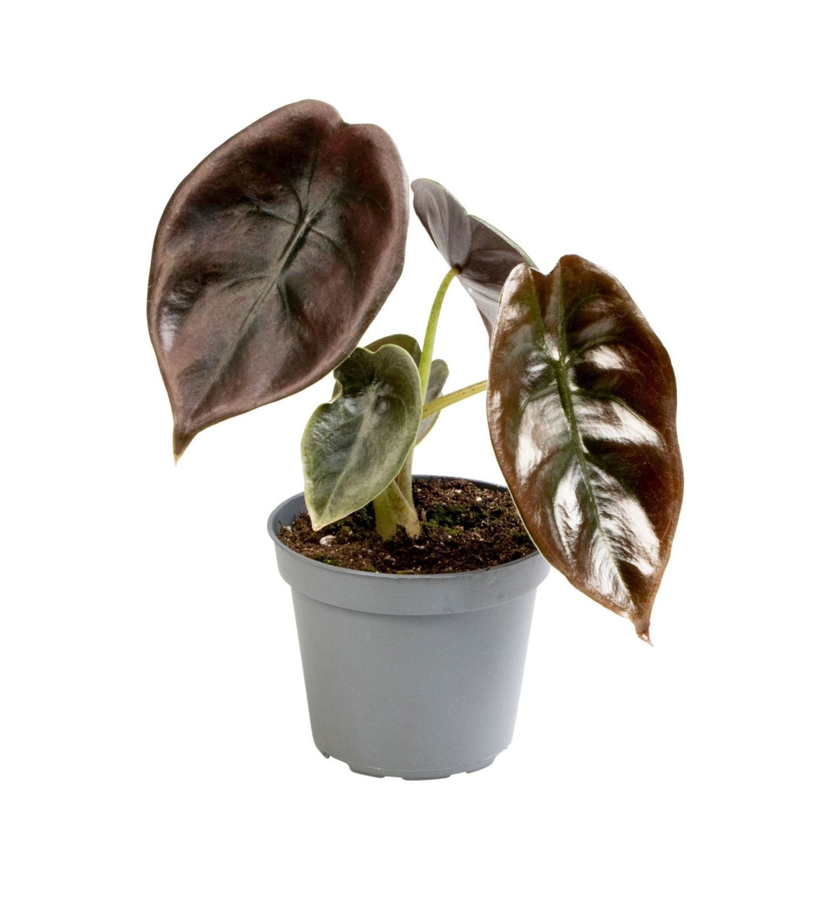 Mini Alocasia cuprea Red - Alocasia cuivrée - H 12 cm, pot Ø6 cm