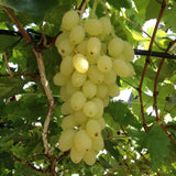 Vigne Lakemont - H 50 cm, pot Ø15 cm