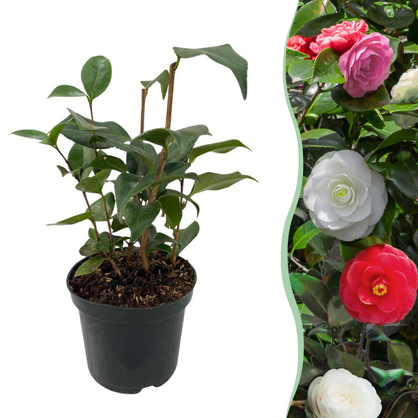 Green boutiQ - Heesters - Camelia japonica Tricolour - Bloem Roze, Wit en Rood - 1 Plant - Groenblijvend - Pot 15cm Hoogte 30cm