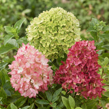 Green Boutique - Garden Plant - Hydrangea Paniculata Groundbreaker Blush - Greeny - Ruby - Panicle Hydrangea - Compact - Pink-Green-Red - 3 Plants - 14cm Pot - Height 20-25cm