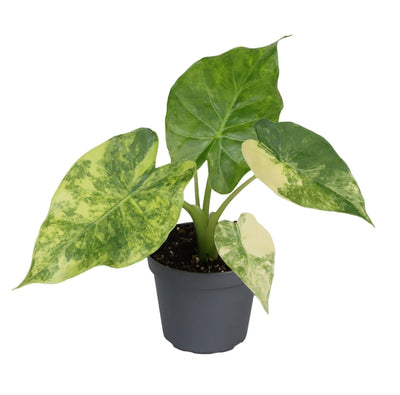 Mini Alocasia Aurea panachée - Alocasia macrorrhizos - H 15 cm, pot Ø6 cm