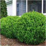 "Buxus NewGen Freedom 6-Pack – Winterharde Groenblijvende Struiken 6 x Ø7 cm - ↕15 cm | Compacte Buxus"