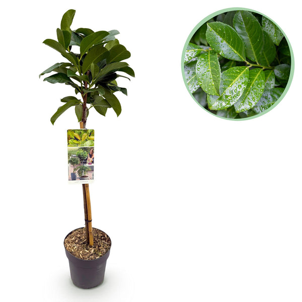 Green boutiQ - Tuinplant - Prunus lauroverasus Etna® - Plant op stam - Terras Plant - Bladhoudend - Weinig Onderhoud - Pot 19cm Hoogte 90cm