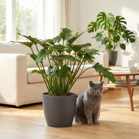 Philodendron Xanadu | Pot 19 cm