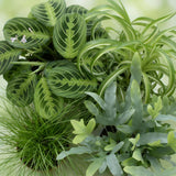 Mix plantes pet-friendly x4 – Chlorophytum, Cyperus, Phlebodium, Marantha
