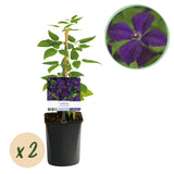 Clématite Polish Spirit - Clematis viticella violet pourpre - H 35 cm, pot Ø9 cm