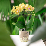 Kolibri Orchids | gele Phalaenopsis orchidee - Lima - potmaat Ø9cm | bloeiende kamerplant - vers van de kweker