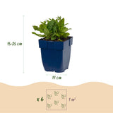 Sauge des bois Snow Hill - H 15-25 cm, pot Ø11 cm