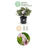 Rhododendron Bloombux rose clair - Rhododendron nain - H 45-55 cm, pot Ø23 cm - photo 5