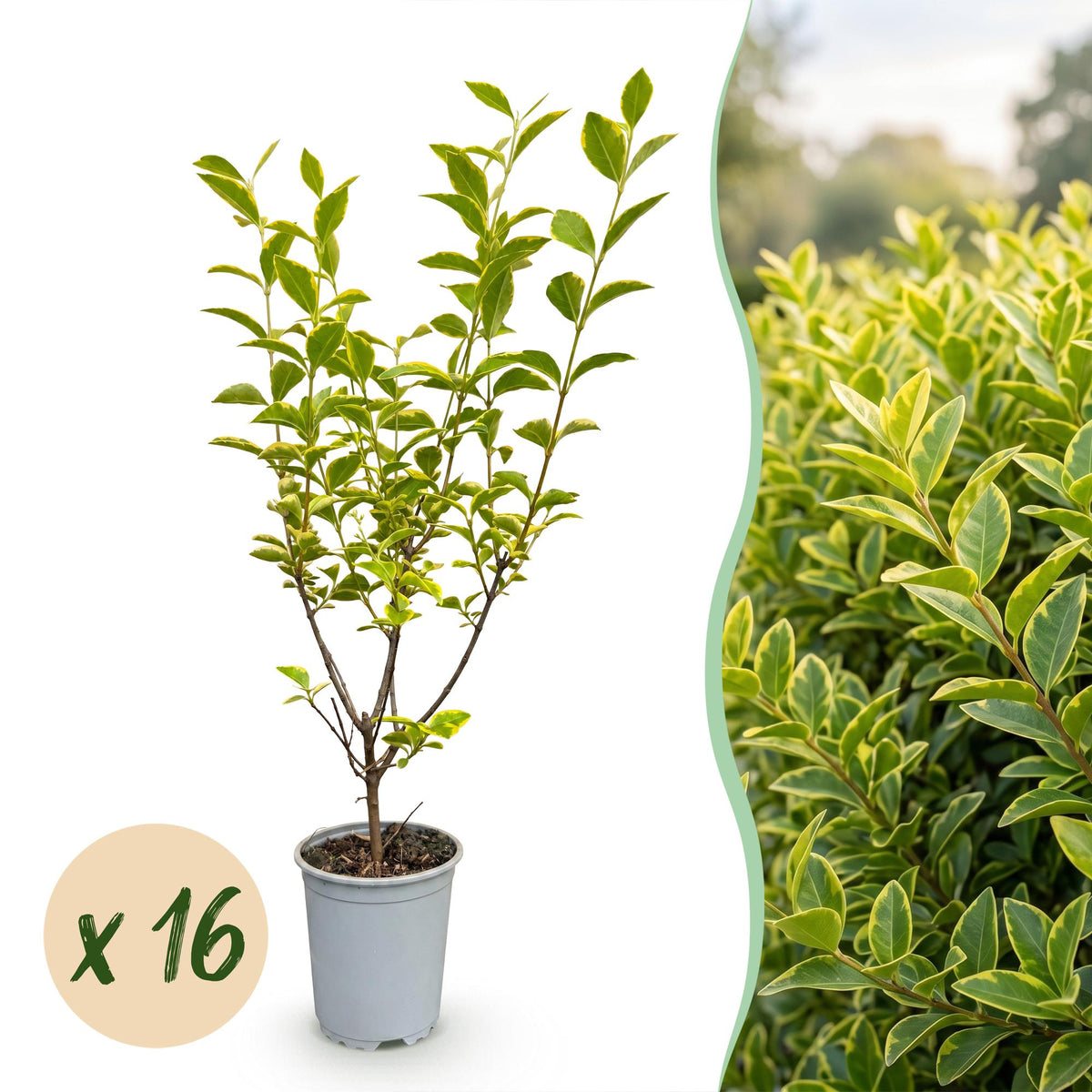 Kit haie Troène doré Aureum - H 35-45 cm, pot Ø9 cm