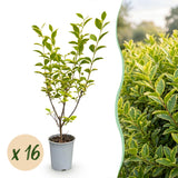 Kit haie Troène doré Aureum - H 35-45 cm, pot Ø9 cm