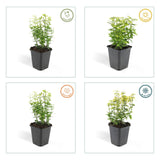 Fusain Emerald 'n' Gold en godet - Euonymus fortunei - H 10-25 cm, pot Ø9 cm - photo 5