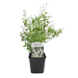 Green boutiQ - Heesters -  Deutzia Gracilis - Bloem Wit - 1 Plant - Bladverliezend - Weinig Onderhoud - Pot 17cm Hoogte 45cm