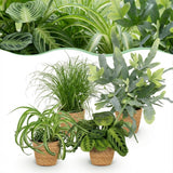 Mix plantes pet-friendly x4 – Chlorophytum, Cyperus, Phlebodium, Marantha