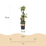 Mûrier sans épines Black Satin - H 50 cm, pot Ø15 cm