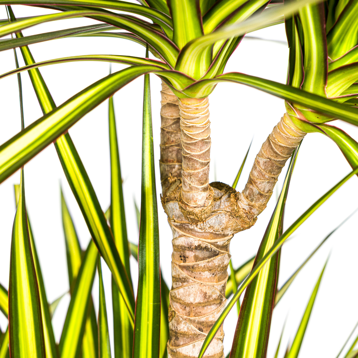 Dracaena Marginata Sunray avec cache-pot