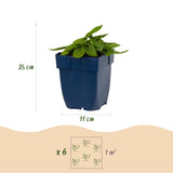 Bétoine Ukkie - H 15-25 cm, pot Ø11 cm