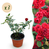 Green boutiQ - Garden Rose - Rosa Rote The Fairy - Rose Bush - Winter Hardy - Red - 3 Plants - 12cm Pot - Height 20-25cm