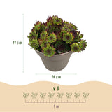 Joubarbe Big Sam - 8 plants - H 17 cm, pot Ø14 cm