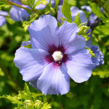 Green Boutiqu - Garden Plant - Hibiscus syriacus Oiseau Blue - Garden Hibiscus - Winter Hardy - Blue - 3 Plants - 17cm Pot - 45cm Height