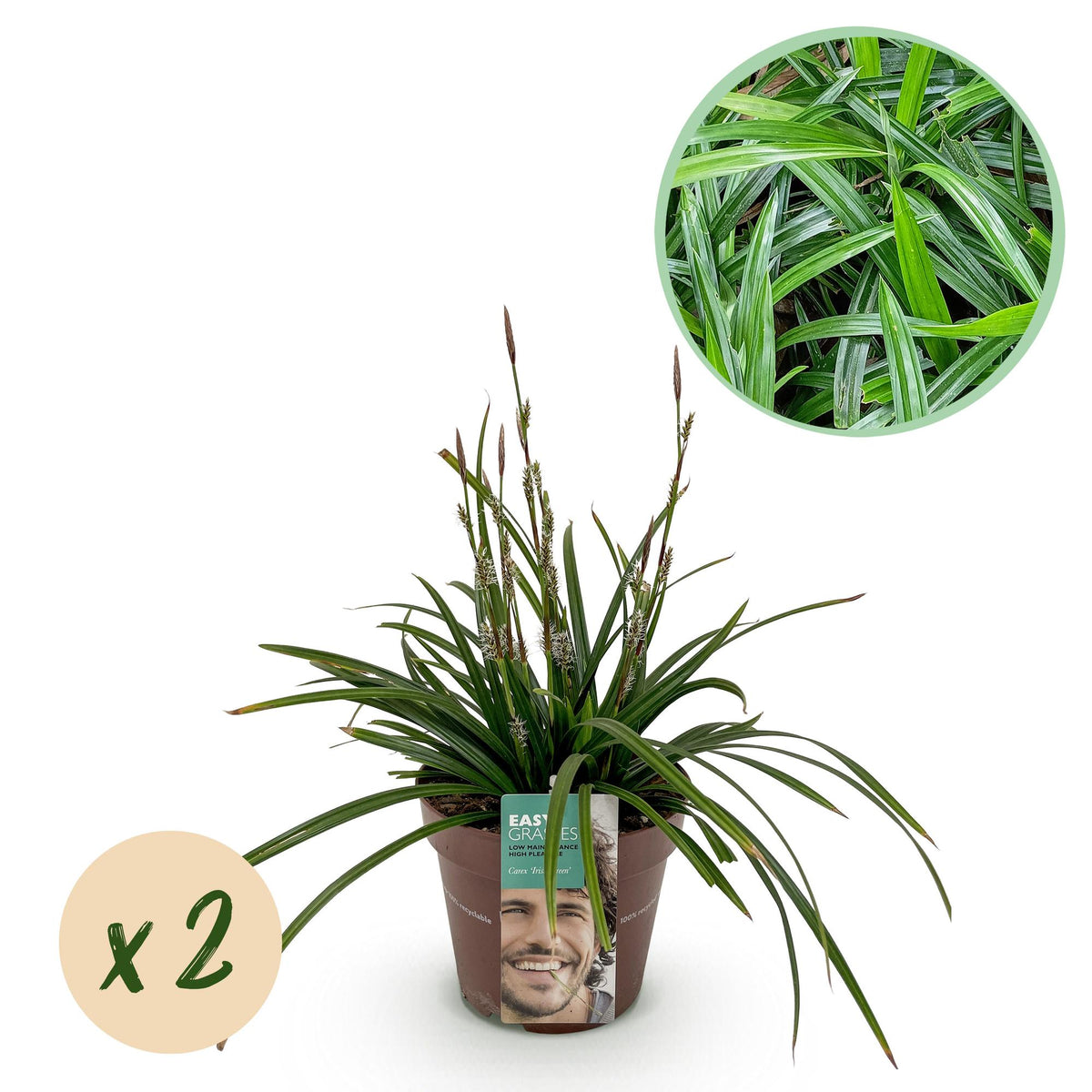 Carex Irish Green - H 50 cm, pot Ø17 cm