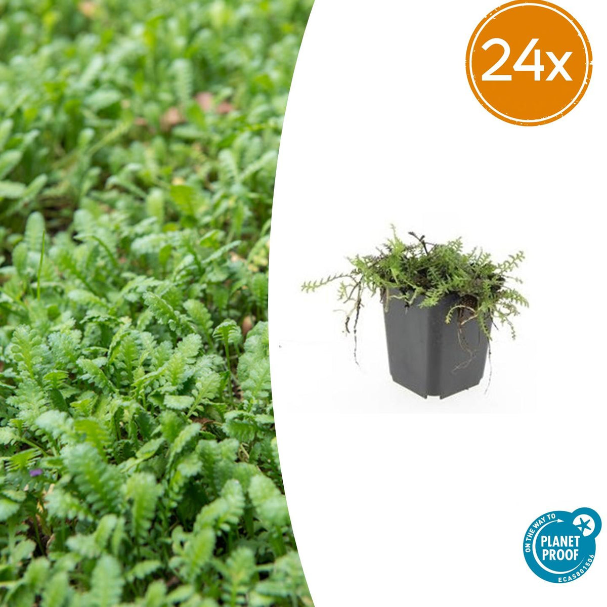 Cotule en godet - Leptinella squalida - H 10-25 cm, pot Ø9 cm - photo 8
