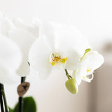 Orchidée Phalaenopsis blanche Mineral Amabilis - cache-pot Poppy blanc et boîte cadeau