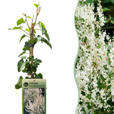 Renouée d'Aubert - Fallopia aubertii - lot de 4 plants - pot Ø9 cm