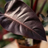 Philodendron Imperial Red | Pot 19 cm