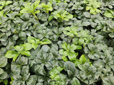 Pachysandra Green Sheen en godet - Pachysandra terminalis - H 10-25 cm, pot Ø9 cm - photo 6