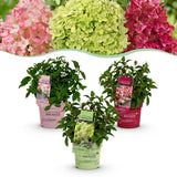 Green Boutique - Garden Plant - Hydrangea Paniculata Groundbreaker Blush - Greeny - Ruby - Panicle Hydrangea - Compact - Pink-Green-Red - 3 Plants - 14cm Pot - Height 20-25cm