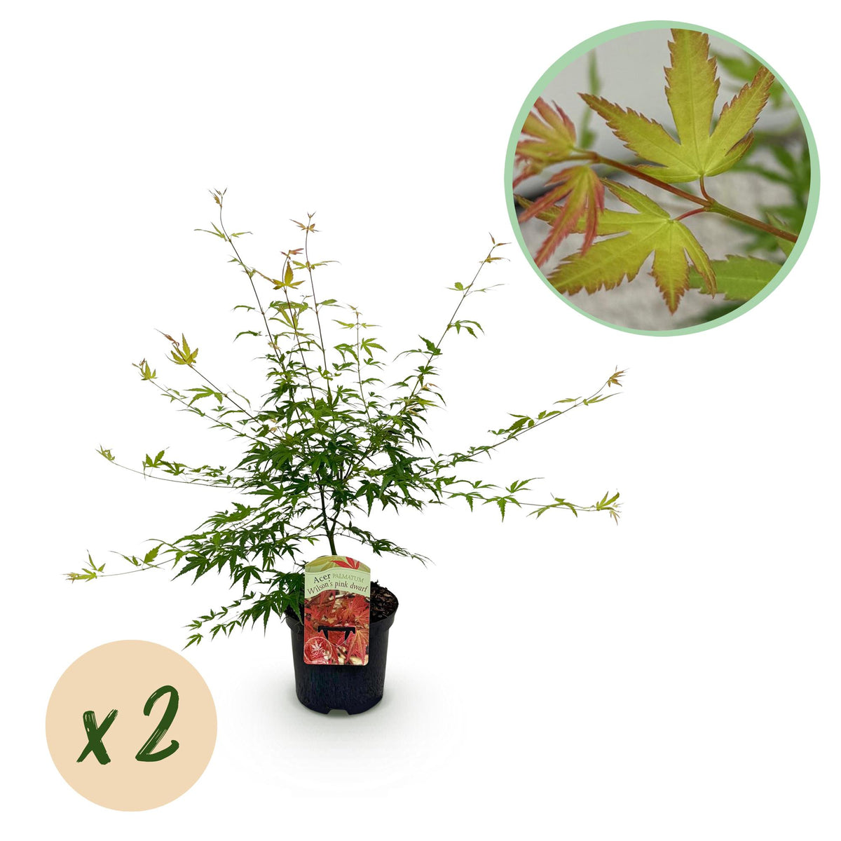Green boutiQ - Terrasplant - Japanse Esdoorn - Acer palmatum Pink Dwarf - Roze - 2 Planten - Bladverliezend - Pot 19cm Hoogte 70cm