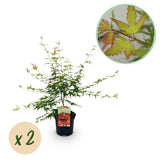 Green boutiQ - Terrasplant - Japanse Esdoorn - Acer palmatum Pink Dwarf - Roze - 2 Planten - Bladverliezend - Pot 19cm Hoogte 70cm